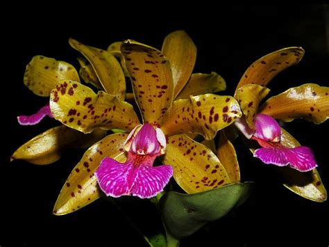 Cattleya Memoria Bleui C Aclandiae X C Granulosa 3 Pot