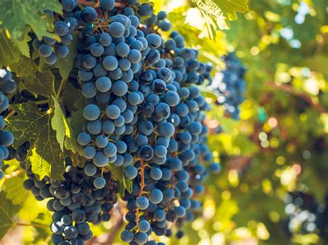 29 tipos de uvas famosas na produção de vinhos