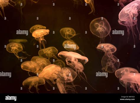 Moon Jellyfish Aurelia Aurita Orange Translucent Color And Orange