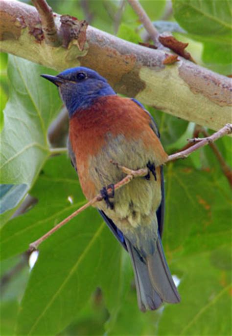 All About Western Bluebirds Sialia Mexicana WEBL Sialis Org Info