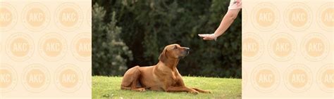 How To Teach A Dog To Stay – American Kennel Club