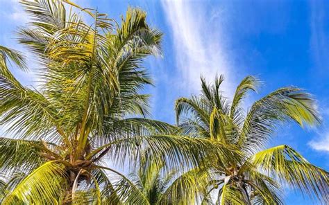 Palm Tree Sky Vertical Stock Photos Images And Backgrounds For Free