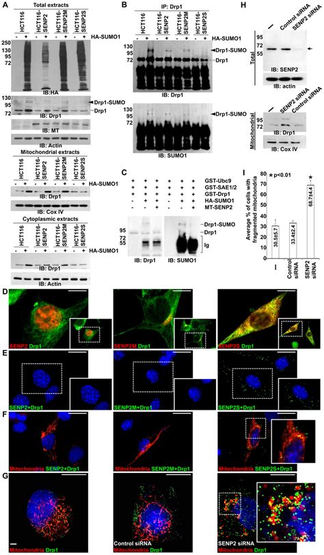 Sumo Modification Of Drp Is Regulated By Senp A Immunoblot Ib