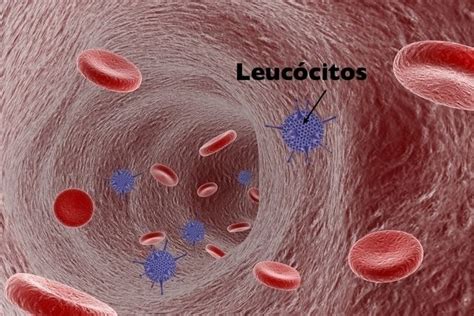 An Image Of Some Red And Blue Blood Cells In A Vein With The Word