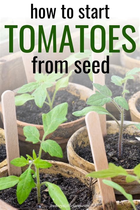 10 Remarkable Ways To Grow Tomatoes From Seeds Artofit