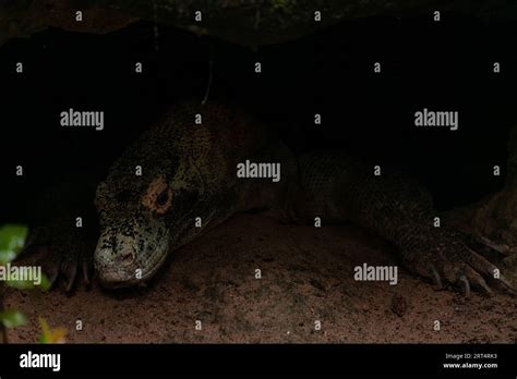 Komodo Dragon (Varanus komodoensis) hiding under the rock, Komodo ...