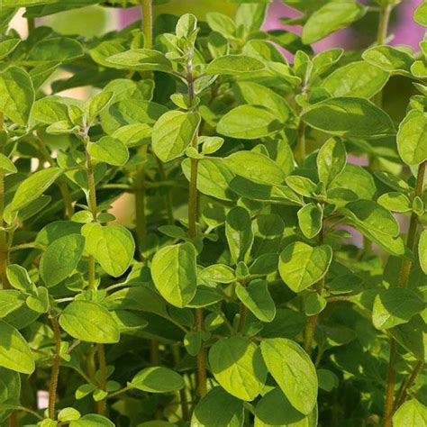 Oregano - Falk Nurseries