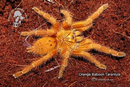 Tarantulas and others: Bitten by an Orange Baboon Tarantula