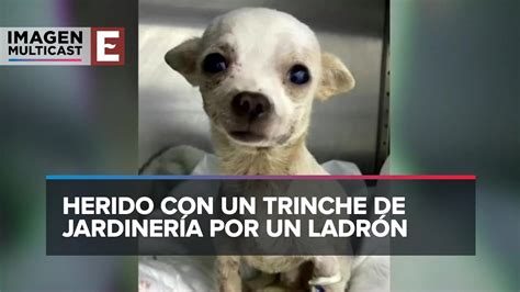 Pinky El Perrito Valiente Que Casi Muere Por Defender Su Hogar Youtube