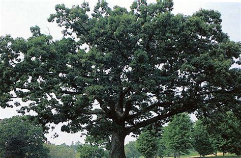 Eastern White Oak Field Guide