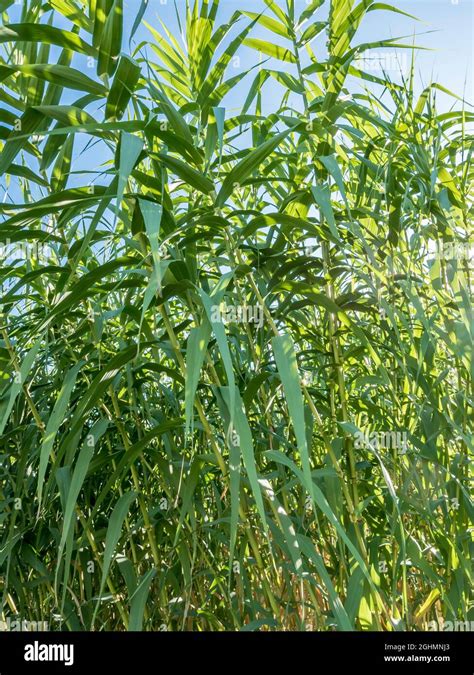 Saccharum Officinarum Stock Photo Alamy