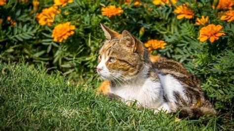 Katzen Fernhalten Garten