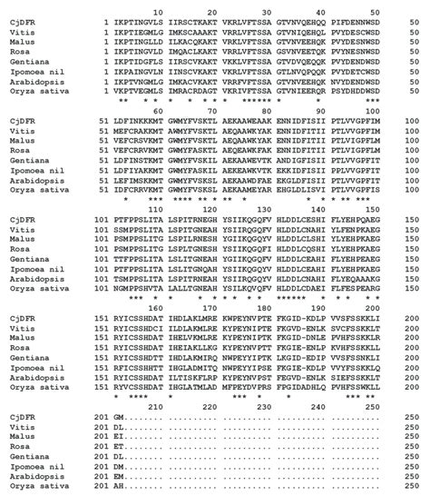 Comparison Of The Deduced Amino Acid Sequence Of Partial Cjdfr And