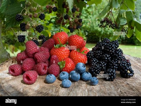 Freshly Picked Seasonal Summer Fruit British Berries On A Tree Stump