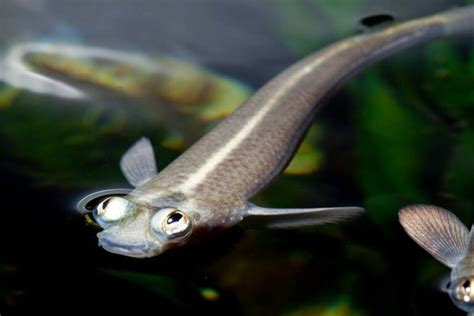 Peixe de quatro olhos características habitat alimentação e onde