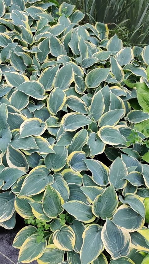 Hosta First Frost Well Rooted 5 25 Pot Perennial Shade Plant NOT A