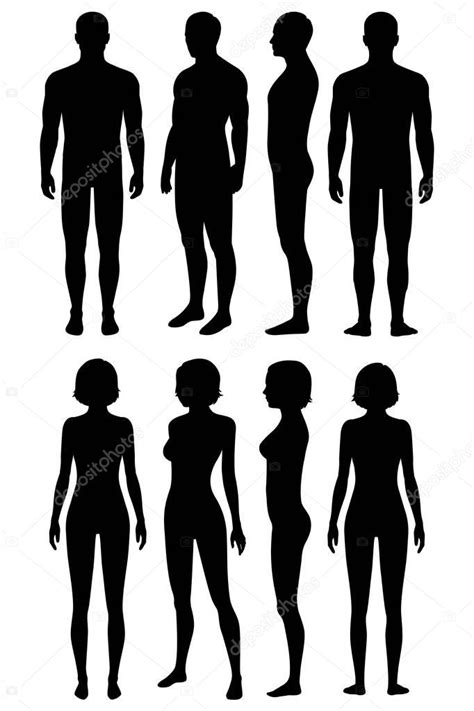 Vector Human Body Front View Human Body Anatomy Front Back Side View