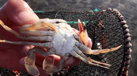 Catching Paddle Crabs With Pots Using Turkey As Bait Youtube