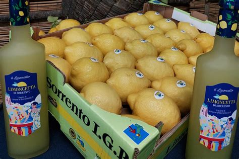 Alla Scoperta Della Limoncetta Di Sorrento Icona Del Made In Italy