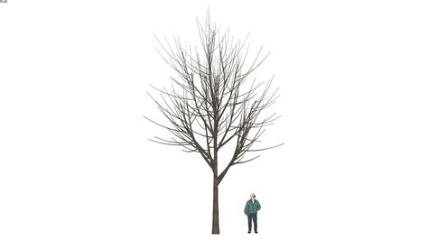 Tree 3d Warehouse