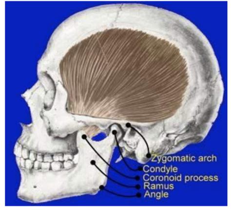 Tmj And Muscles Of Mastication Flashcards Quizlet