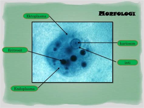 Entamoeba Hystolitica And Entamoeba Coli