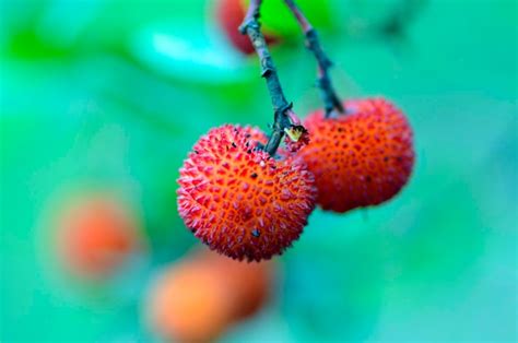 Premium Photo Ripe Fruits Of The Strawberry Tree Arbutus Unedo With