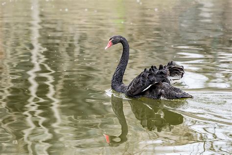 201603190001 Black Swan Hang Chen Flickr