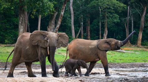 African Forest Elephants Are Now Critically Endangered – Here’s How to ...