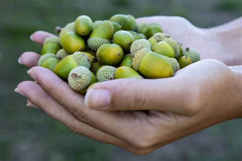 Green Acorns Falling Everywhere Farmers Almanac