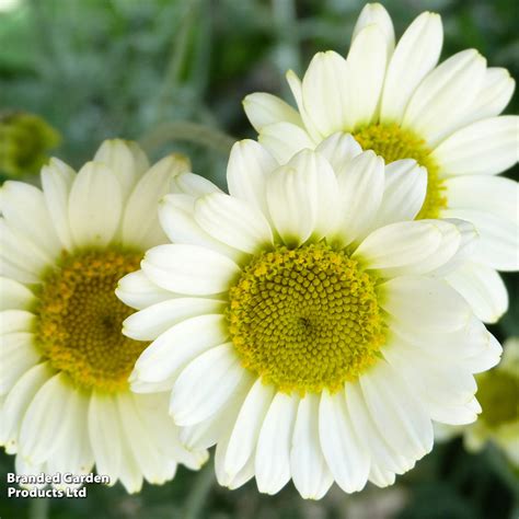 Anthemis Tinctoria Sauce Hollandaise