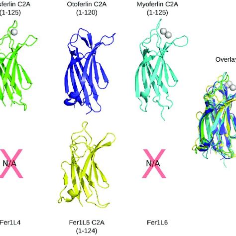 C D Models For Dysferlin C D Green Otoferlin C D Blue Myoferlin