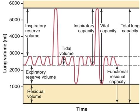 Hbs Quiz Unit Oxygen And Measuring Lung Capacity Flashcards