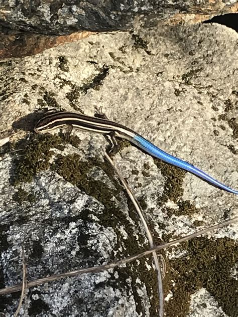 Gilbert S Skink From Stanislaus National Forest Arnold Ca Us On July