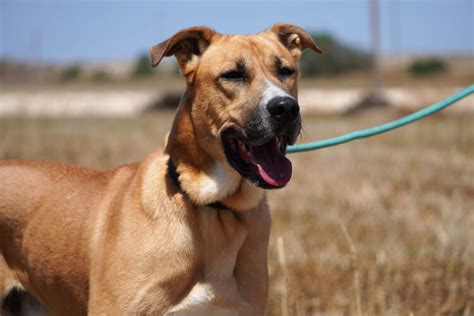 Dog Shelter In Nicosia Simba Animal Aid Cyprus