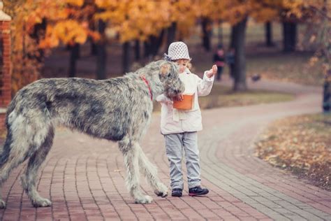 Irish Wolfhound Lifespan And Health Problems: An Overview