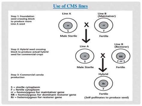 Cytoplasmic Male Sterility Plantlet