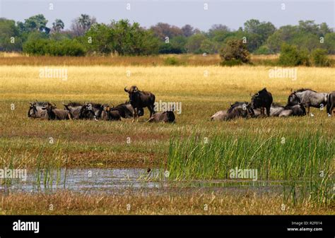 Big herd of Wildebeest on the African Plains Stock Photo - Alamy