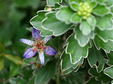 FROM THE GARDEN OF ZEN: Hototogisu (Tricyrtis hirta) flowers in Engaku-ji