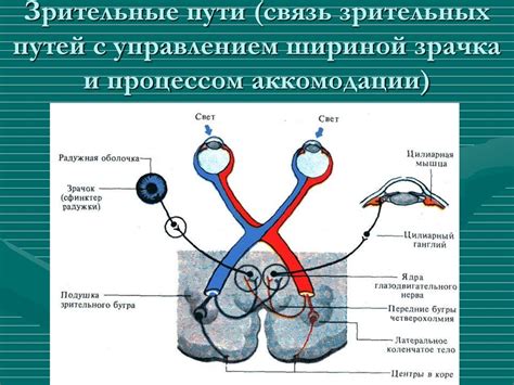 Физиология зрительной сенсорной системы - online presentation