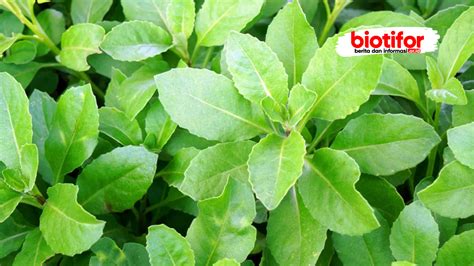 Manfaat Daun Dewa Khasiat Luar Biasa Dalam Satu Daun Biotifor