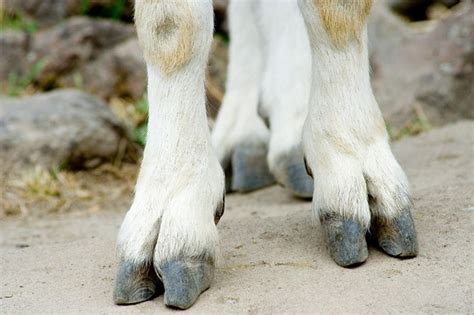 Mountain Goats Feet