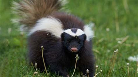 Skunk Forced To Bluff Way Through Encounter With Dog After Realizing ...