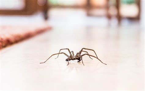 Spiders Be Gone A Guide To Keeping Spiders Out Your Houston Home