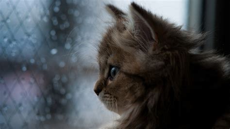 1024x576 Cat Looking Through The Window 1024x576 Resolution Hd 4k