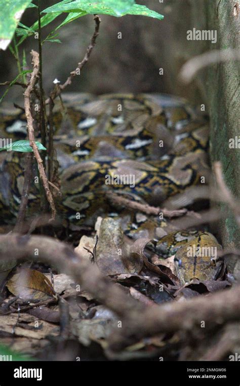 unidentified python species  spotted   fig tree  tangkoko