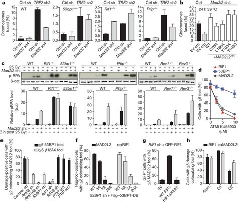 Mad L Localizes To Dsbs Inhibits End Resection And Promotes