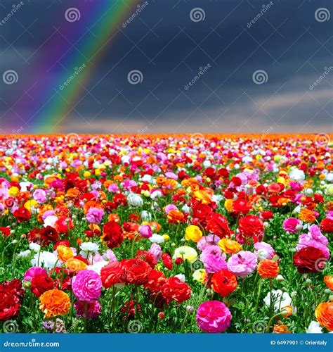 Rainbow Flowers Background | Wallpapers Gallery