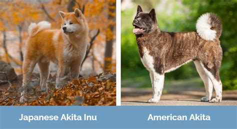 Japanese vs American Akita: Variations Defined (With Footage) - Secret ...