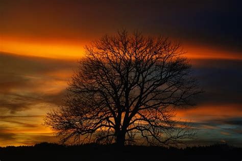 200 000 Kostenlose Baum Silhouette Und Baum Bilder Pixabay